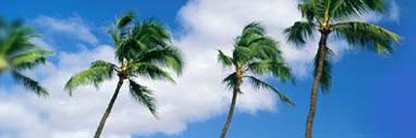 Palm trees blowing in the warm breeze